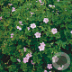 Geranium endressii GM P9