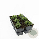 Alchemilla mollis GM P9