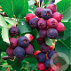 Amelanchier 'Prince William' 30-40 cm C1.5