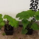 Anemone hyb. 'Honorine Jobert' GM P9