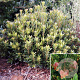 Arbutus unedo 'Bocarm' 50-60 cm 3,0L