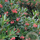Arbutus unedo 'Minlily' 40-50 cm 3,0L
