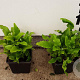 Asplenium scolopendrium GM P9