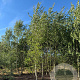Betula pubescens 550-600 cm draadkluit meerstammig 400-500 diameter