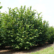 Corylus avellana 300-350 cm draadkluit struik