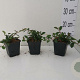 Cotoneaster dammeri GM P9