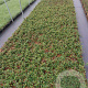Cotoneaster dammeri GM P9