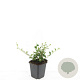 Cotoneaster dammeri GM P9