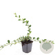 Cotoneaster dammeri GM P9