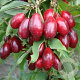 Cornus mas 'Bolestraszycki' 60-80 cm 10L
