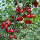 Cornus mas 'Elegantnyj' 80-100 cm 10L