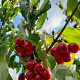 Cornus mas 'Koraloviy Marka' 60-80 cm 10L