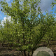 Cornus mas 'Swietlikzak' 60-80 cm 10L