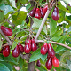 Cornus mas 'Szafer' 60-80 cm 10L