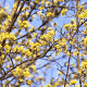 Cornus mas 'Widubowskij' 80-100 cm 10L