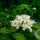 Cornus stricta 250-300 cm draadkluit struik 175-200 diameter