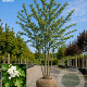 Crataegus laev. 'Plena' 300-350 cm draadkluit meerstammig