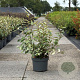 Elaeagnus ebbingei 60-80 cm 10L