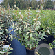 Elaeagnus ebbingei 60-80 cm 10L