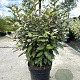 Elaeagnus ebbingei 60-80 cm 10L