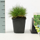 Festuca gautieri GM P9