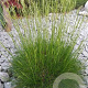 Festuca gautieri GM P9