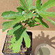 Ficus car. 'Dotatto' 60-80 cm P15