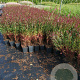 Gaura l. 'Siskiyou Pink' GM P9