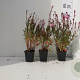 Gaura l. 'Siskiyou Pink' GM P9