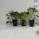 Geranium sang. 'Max Frei' GM P9