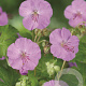 Geranium sang. 'Max Frei' GM P9