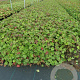 Geranium sang. 'Max Frei' GM P9