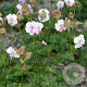 Geranium cant. 'St Ola' GM P9