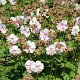 Geranium cant. 'St Ola' GM P9