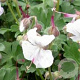 Geranium cant. 'St Ola' GM P9
