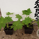 Geranium macrorrhizum GM P9