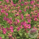 Geranium macr. 'Bevan's Variety' GM P9