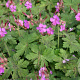 Geranium macr. 'Bevan's Variety' GM P9