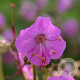 Geranium macr. 'Bevan's Variety' GM P9