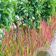 Imperata "Red Baron" GM P9