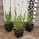 Lavandula ang. 'Dwarf Blue' GM P9