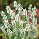 Lavandula ang. White Summer GM P9