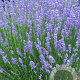 Lavandula int. 'Grosso' GM P9