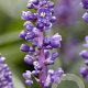 Liriope muscari 'Royal Purple' GM P9