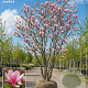 Magnolia soul. 'Lombardy Rose' 200-250 cm draadkluit meerstammig 160-180 cm diameter