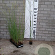 Miscanthus sin. 'Kleine Silbersp.' GM P9