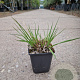 Molinia caerulea 'Moorhexe' GM P9
