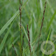 Molinia caerulea 'Moorhexe' GM P9