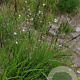 Molinia caerulea 'Moorhexe' GM P9