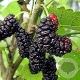 Morus 'Illinois Everbearing' GM 1.5